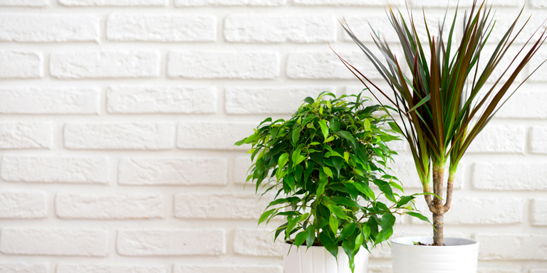 Two pots with indoor plants in front of a white brick wall