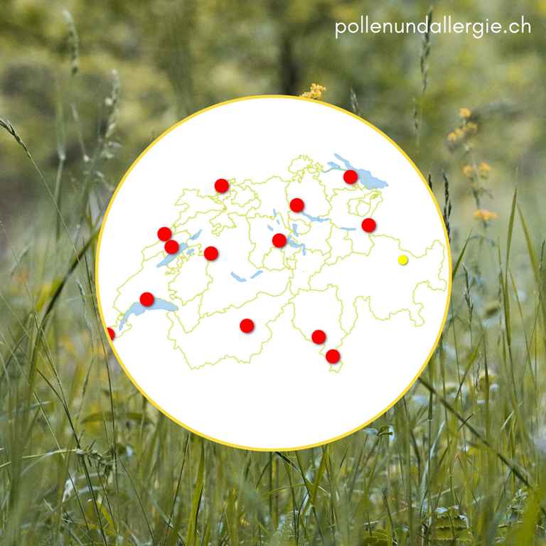 Gräserpollen