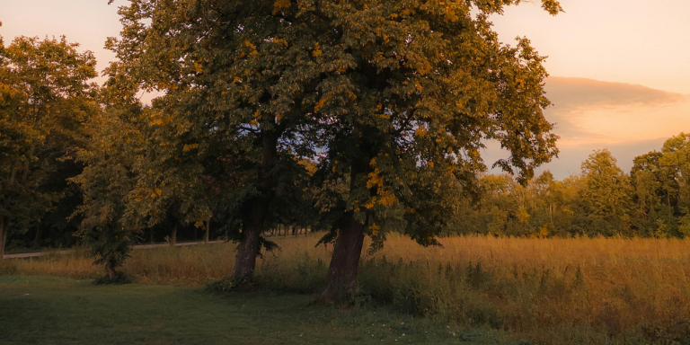 Ein Baum auf einem Feld