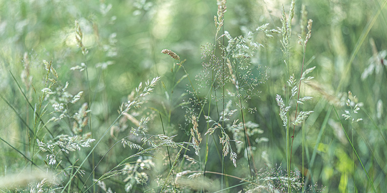 Wiese mit Gräser