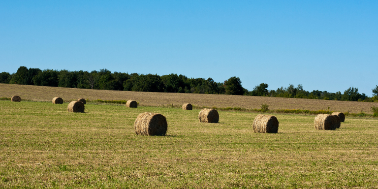 Bottes de foin dans un pré