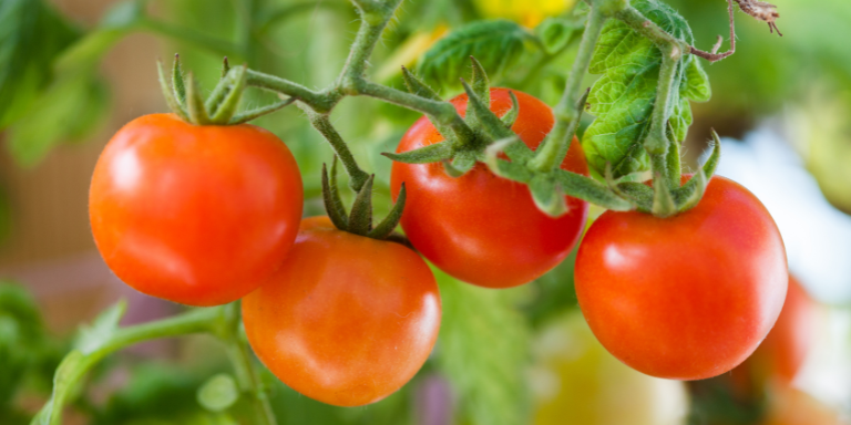 Petites tomates