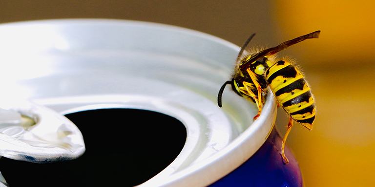 Eine Wespe sitzt auf einer Getränkedose