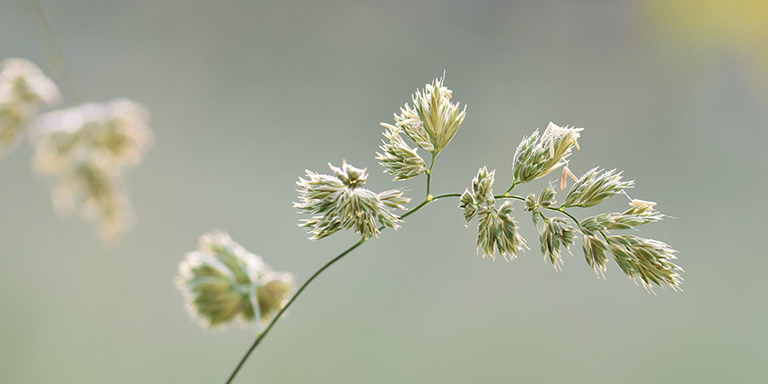 Nahaufnahme von Knäuelgras