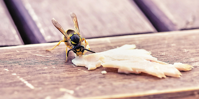 Nahaufnahme einer Wespe, die isst.