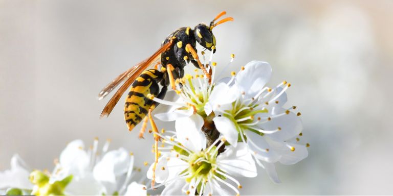 Une guêpe sur des fleurs blanches.