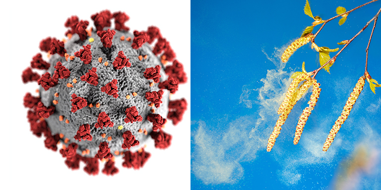 Covid-Virus und eine Wolke von Haselpollen