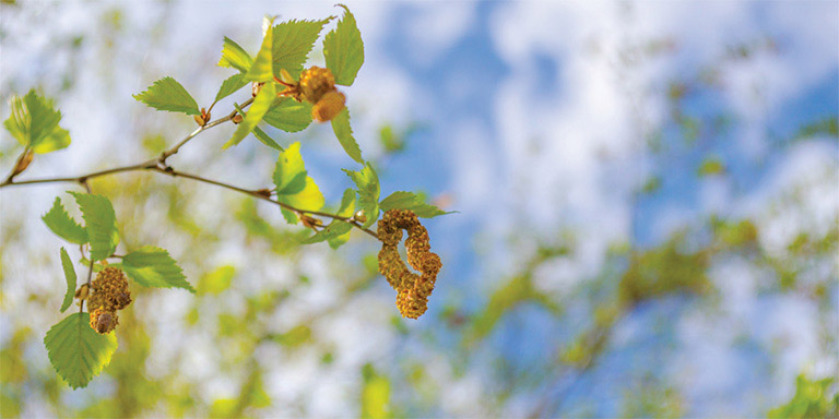 Bouleau en fleurs