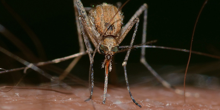 Grande image d'un moustique