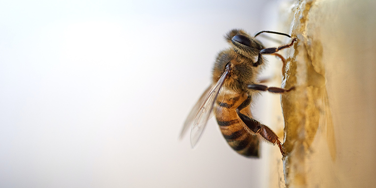 Gros plan sur une abeille