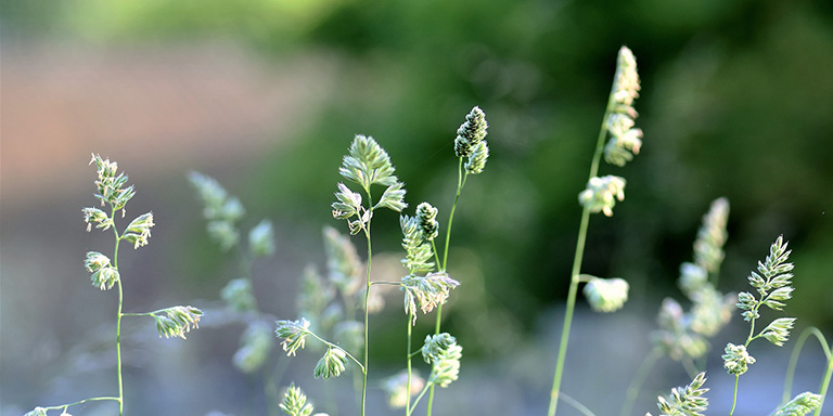 Dactylis glomerata