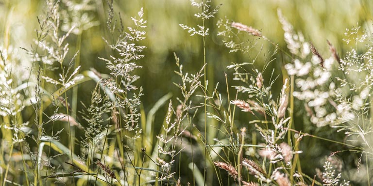 Erba in un campo