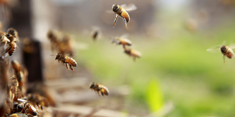 Verschiedene Insekten fliegen durch die Luft.