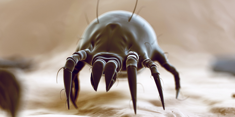 House dust mite