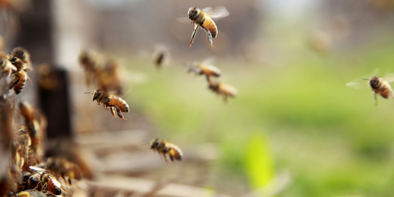des abeilles volantes