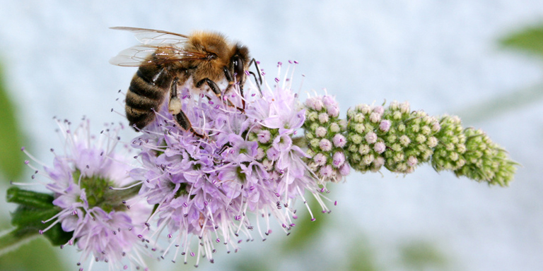 Bee on summer lilac (Buddleja alternifolia)
