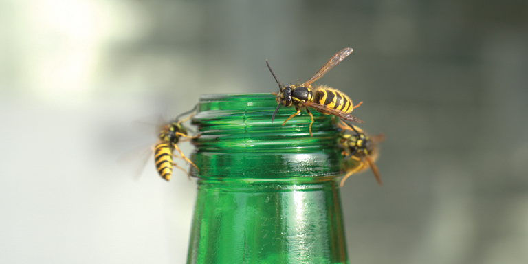 Wasps drinking on the rim of a bottle neck