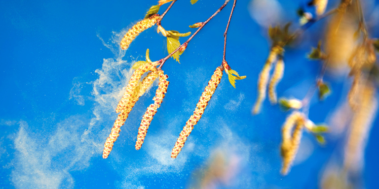 Le pollen du noisetier vole dans l'air.