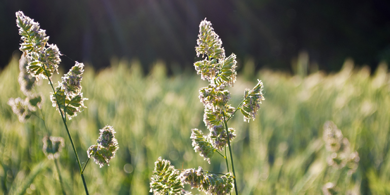 Une prairie maigre avec des herbes hautes