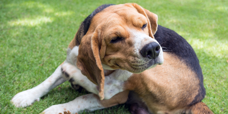 Hund liegt verschlafen auf dem Rasen