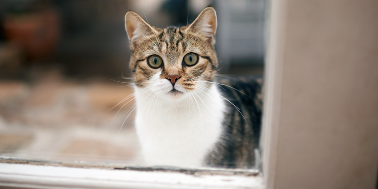 A young cat peeping through a window