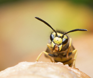 aha! Allergiezentrum Schweiz - Jahresthema 2019 - Raus in die Natur – trotz Allergien - Bild: Nahaufnahme einer Wespe