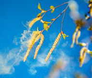 aha! Centre d'Allergie Suisse - Thème de l'année 2019 - Profiter de la nature – en dépit des allergies - Image: Une branche de bouleau dans un nuage de poussière de pollen