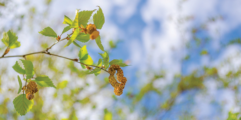 arbre en fleurs