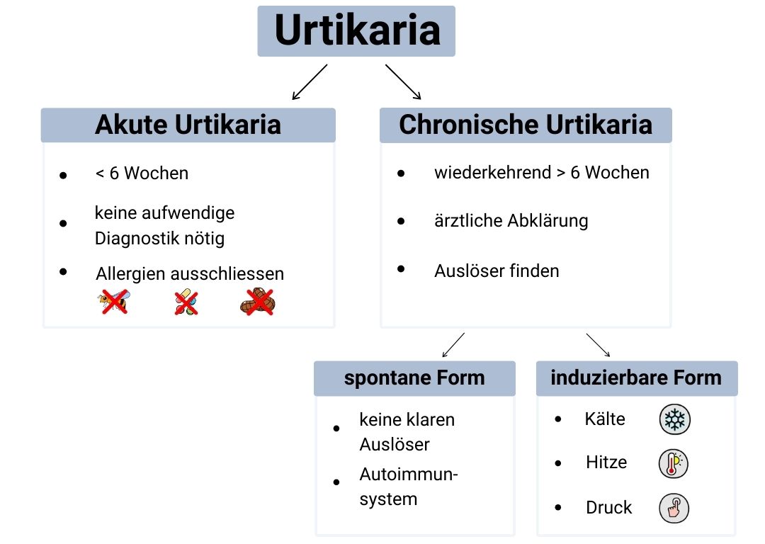 Infografik Urtikaria