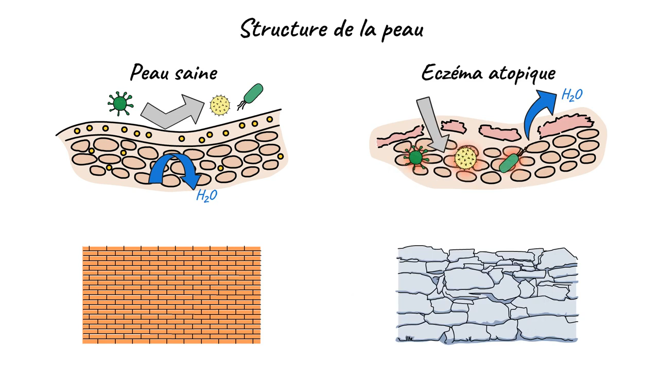Visualisation de la vidéo explicative