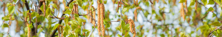 Pollen de bouleau