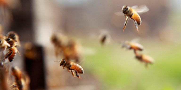 allergie aux insectes