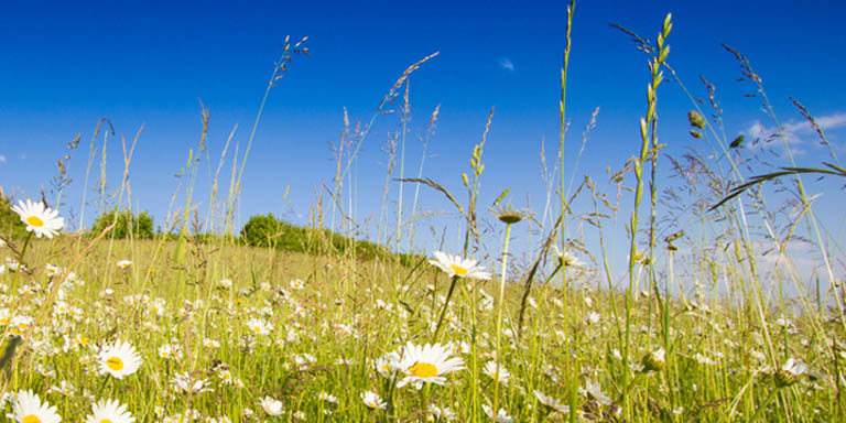 Prairie avec des herbes et des fleurs